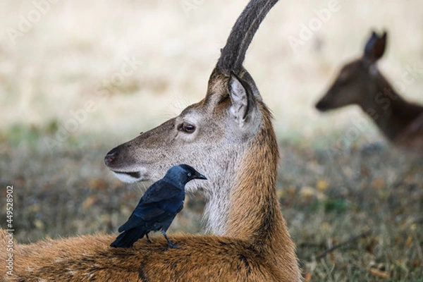 Obraz deer in the woods