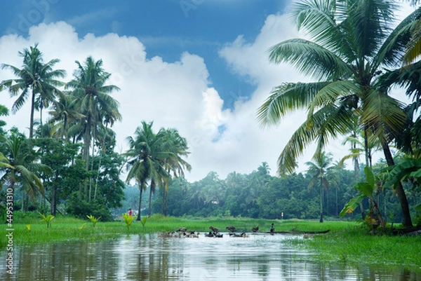 Obraz Nature photography - Coconut palm trees standing under a white cloudy sky and ducks swimming in ponds. Monsoon village photography.