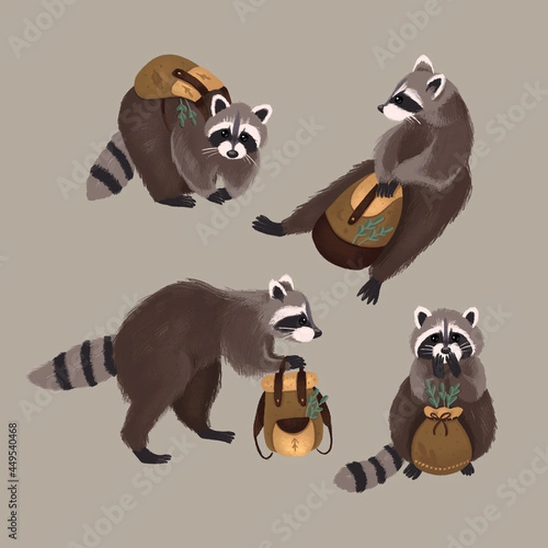 Obraz A set collection of racoons with backpack isolated on grey background 