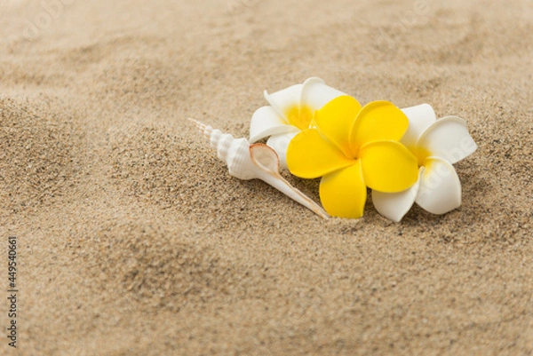 Fototapeta 砂浜とプルメリアの花