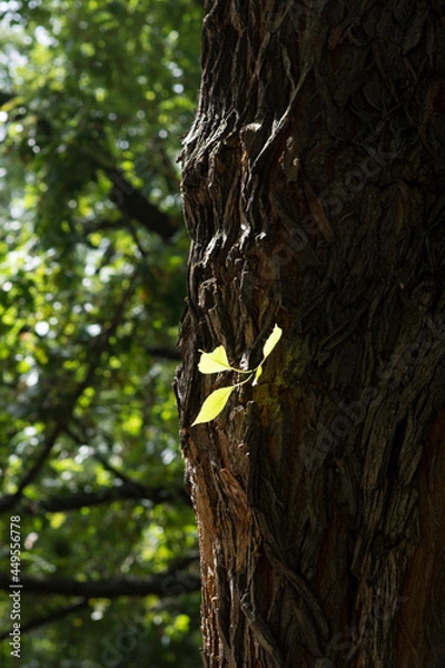 Obraz tree in the forest