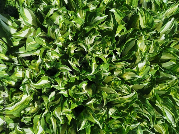 Obraz Background of white-green young hosta leaves. Top view.