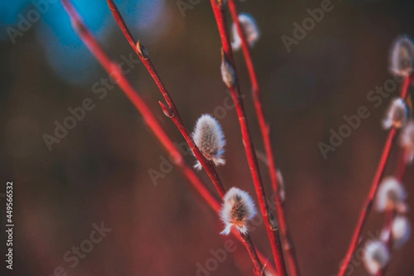 Fototapeta dew on a branch