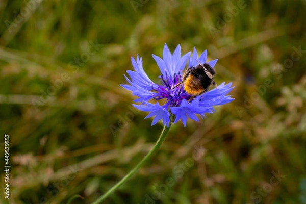 Obraz Bee on blue flower