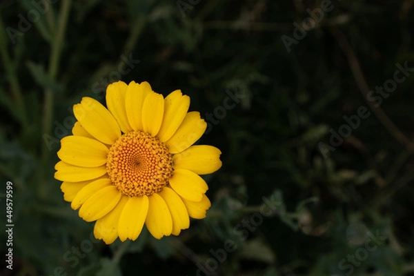 Obraz Yellow flower