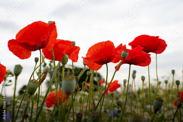 Obraz Poppies