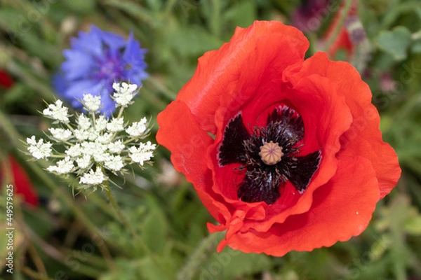 Obraz Red, White and Blue