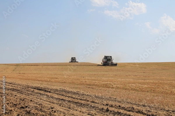 Obraz Harvesting of grain by combine harvesters