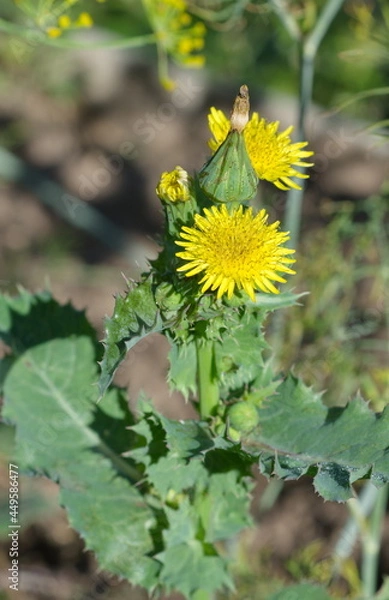 Fototapeta Yellow thistle (lat. Sonchus oleraceus) grows in the wild