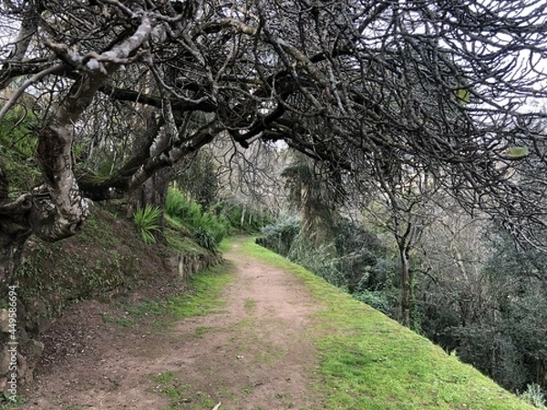 Fototapeta tree in spring