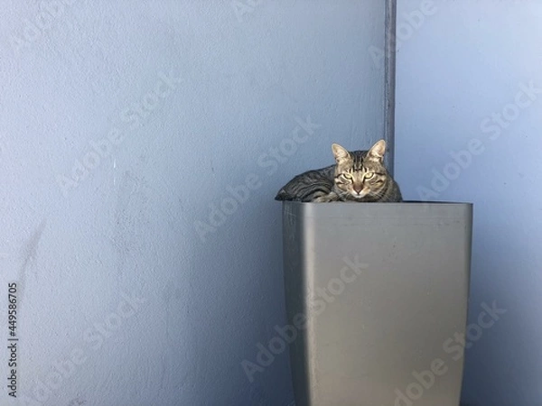 Fototapeta cat chilling