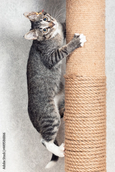 Fototapeta A striped mongrel kitten climbs a pole with a jute rope