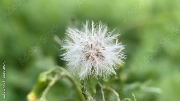 Fototapeta dandelion