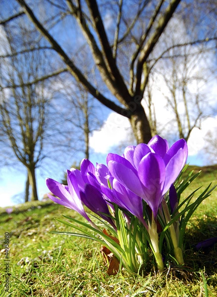 Obraz Pink crocus flowers