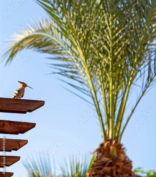 Obraz African hoopoe on the background of a palm tree