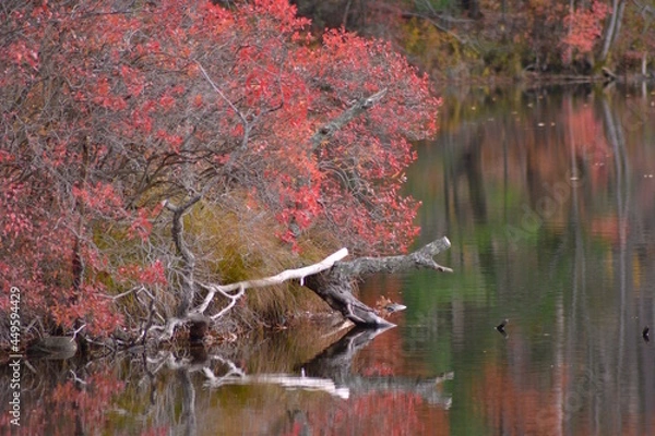 Fototapeta Autumn Reflections
