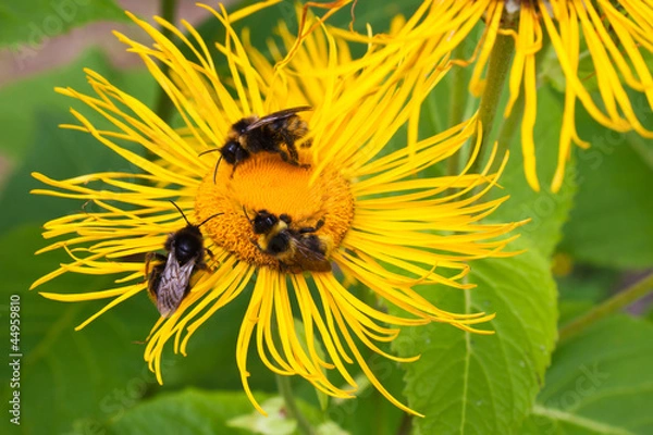 Obraz Three bumblebees pollinate one yellow flower