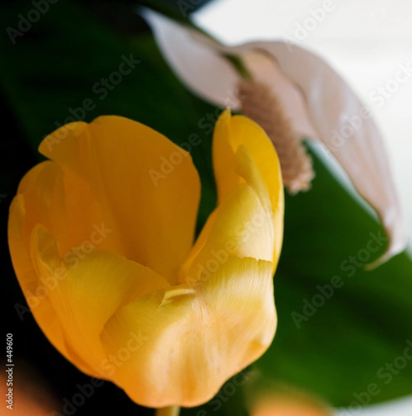 Obraz yellow tulip