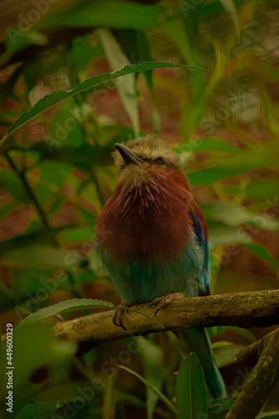 Fototapeta color bird