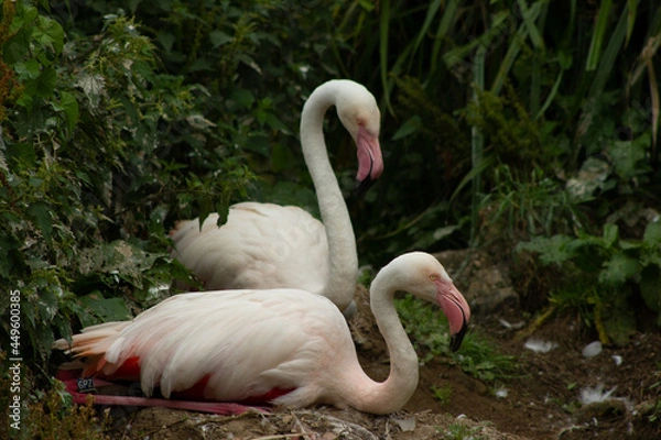 Fototapeta flamingos