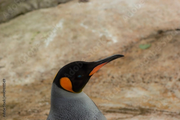 Fototapeta penguin on the rocks