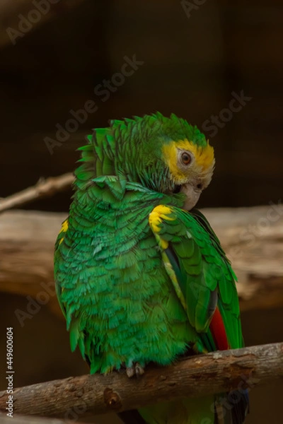 Fototapeta macaw