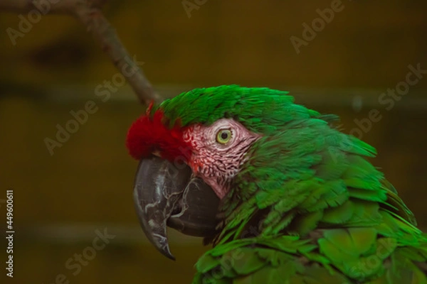 Fototapeta parrot