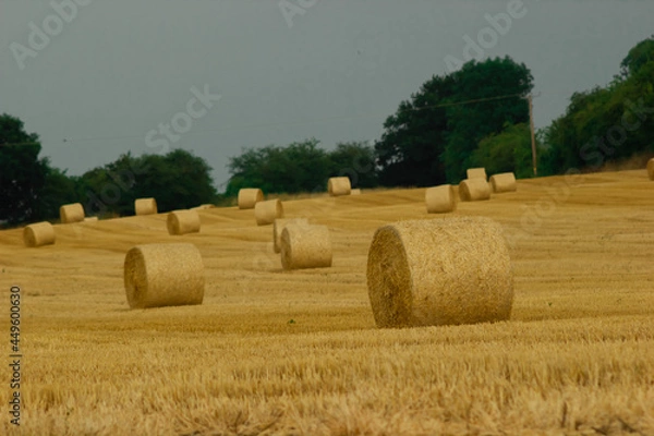 Fototapeta Wheat field