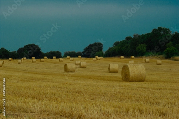 Fototapeta Wheat field