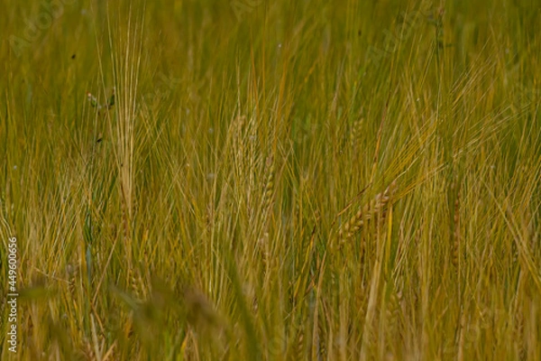 Fototapeta Wheat field