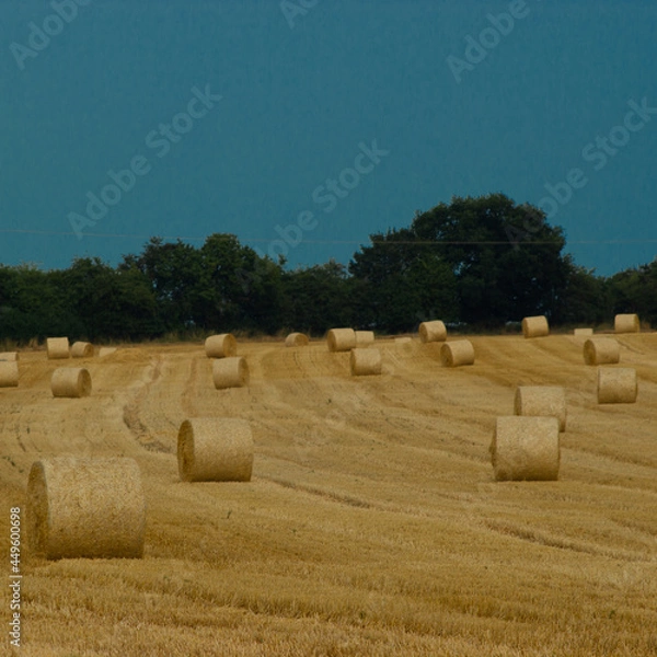 Fototapeta Wheat field