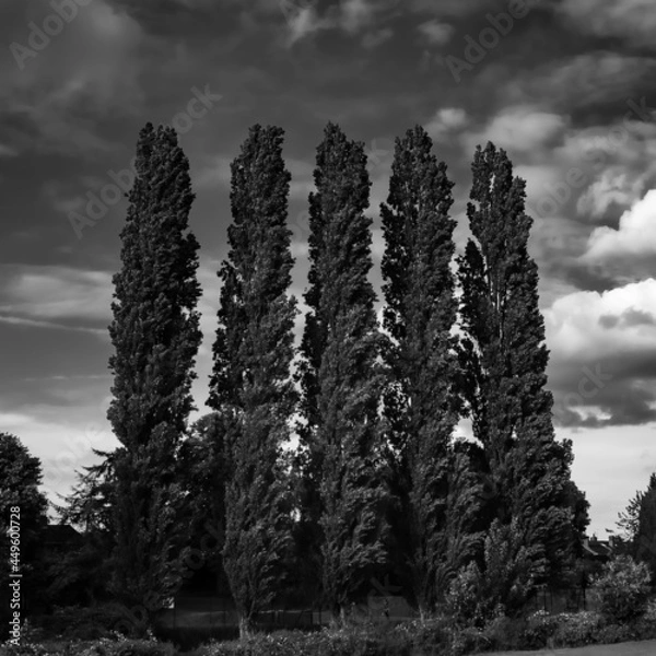 Fototapeta trees in the park