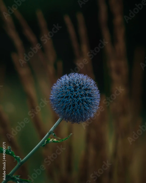 Fototapeta flower in the wind