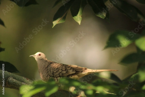 Obraz Ave en descanso