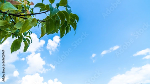 Fototapeta 夏の空