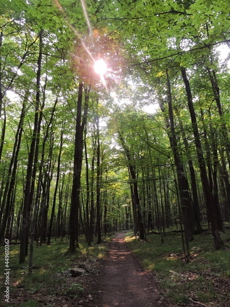Obraz Sun shining through forest canopy 