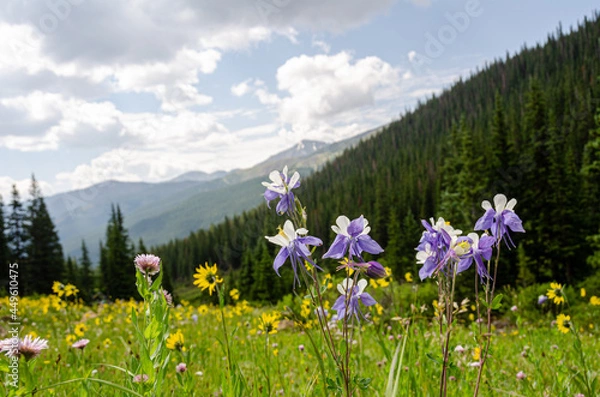 Fototapeta Wild columbines set against a mountain backdrop