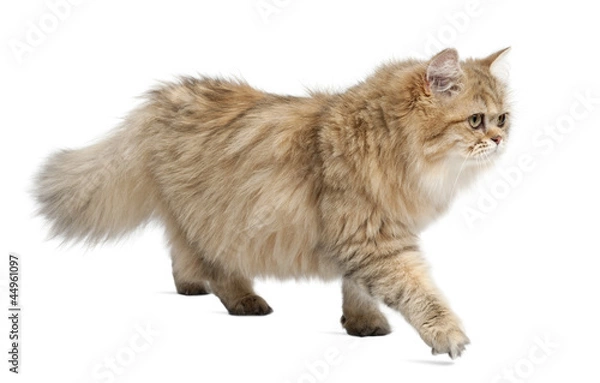 Fototapeta British Longhair cat, 4 months old