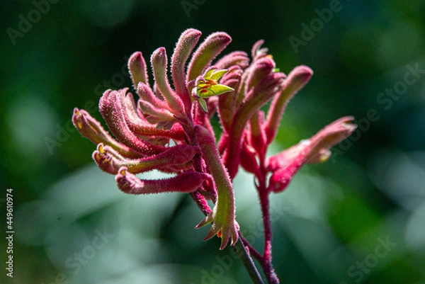 Obraz close up stamens