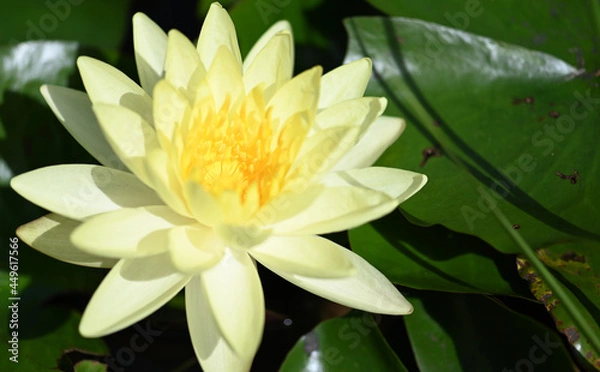 Fototapeta Close up of Beautiful Lotus Flower Blossom in Pond.