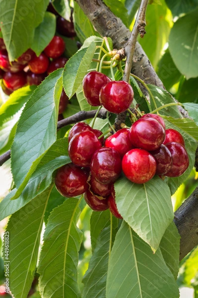 Fototapeta cluster of ripe organic stella cherries hanging on cherry tree branch at harvest time