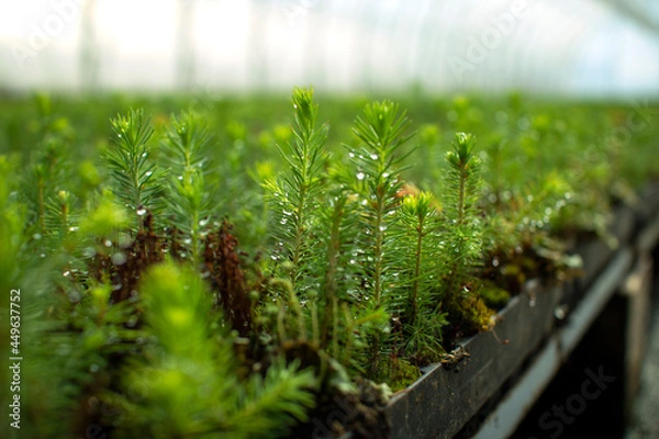 Fototapeta Green seedlings of coniferous trees. A greenhouse for growing plants and trees.