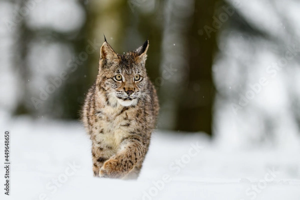 Fototapeta Eurasian lynx (Lynx lynx) in the winter forest in the snow, snowing. Big feline beast, young animal.