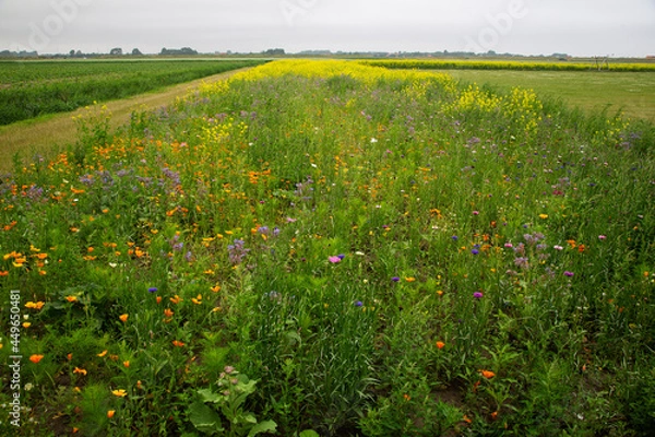 Fototapeta Strip of flowers along agricultural parcel