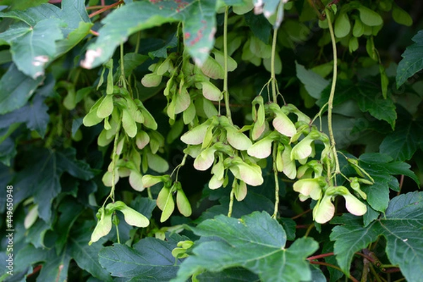 Fototapeta Seeds of Maple tree (Acer pseudoplatanus)