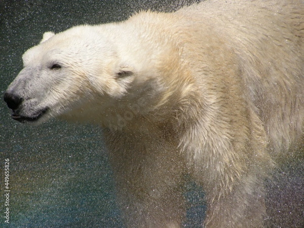 Obraz Рolar bear in zoo