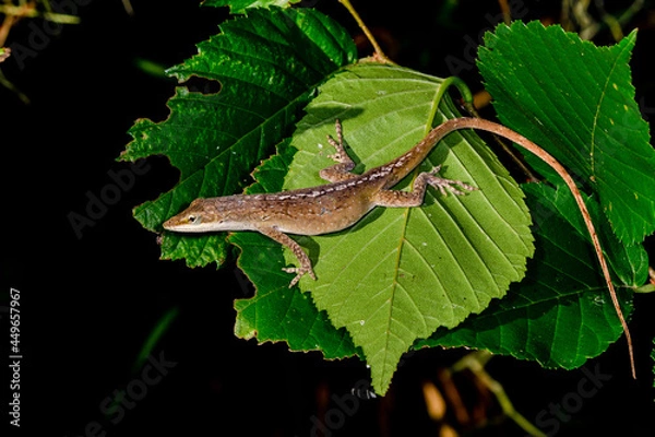 Obraz "Mr. Brown" is guarding his territory.