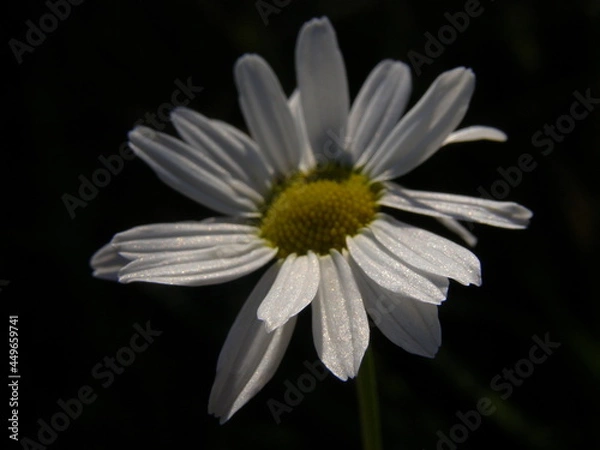 Obraz Сlose up of a daisy flower