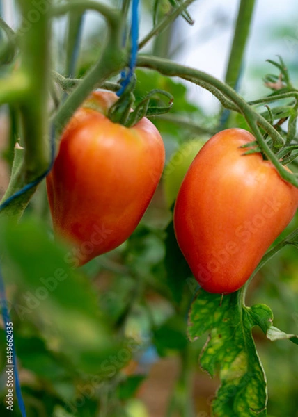 Fototapeta tomatoes of different shapes and sizes, film greenhouse, gardening as a hobby, autumn harvest time