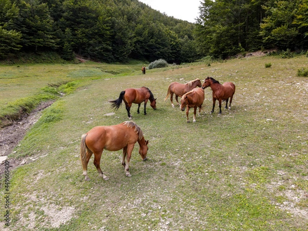 Obraz Cavalli liberi